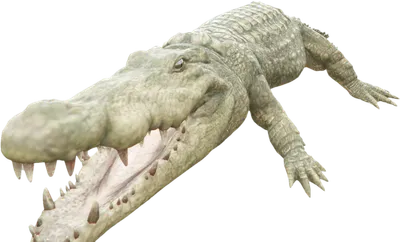 Transparent PNG of the GTA V ped nw_crocodile