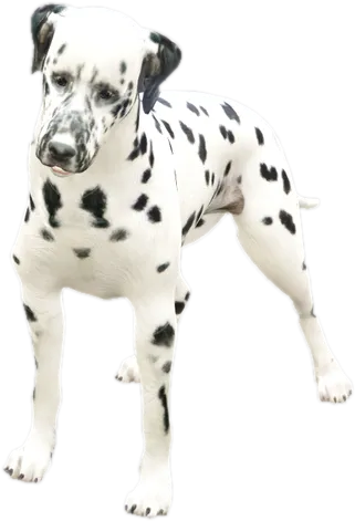 Transparent PNG of the GTA V ped nw_dalmatian
