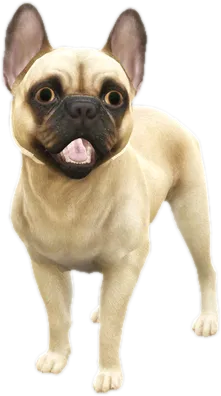 Transparent PNG of the GTA V ped nw_frenchbulldogpug
