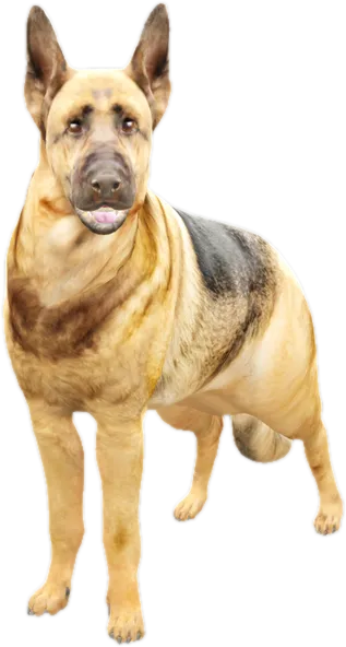 Transparent PNG of the GTA V ped nw_germanshepherd