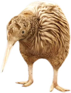 Transparent PNG of the GTA V ped nw_kiwi