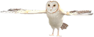 Transparent PNG of the GTA V ped nw_owl