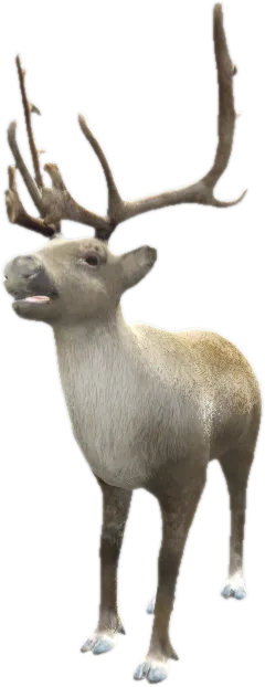 Transparent PNG of the GTA V ped nw_reindeer