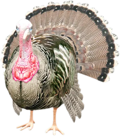 Transparent PNG of the GTA V ped nw_turkey