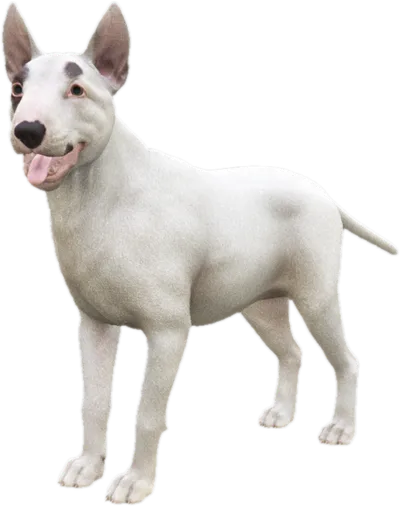 Transparent PNG of the GTA V ped sky_bull_terrier_1