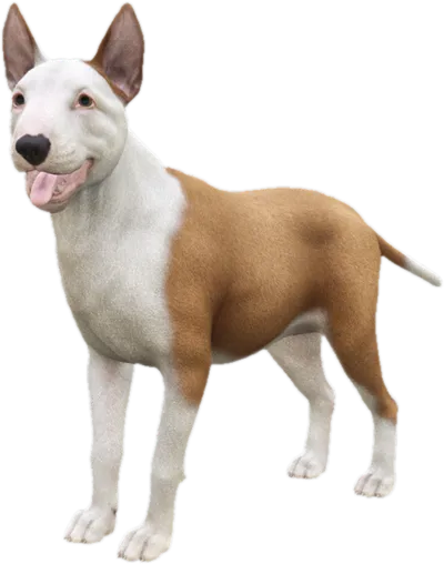 Transparent PNG of the GTA V ped sky_bull_terrier_2