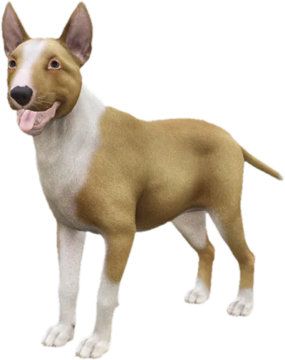 Transparent PNG of the GTA V ped sky_bull_terrier_3