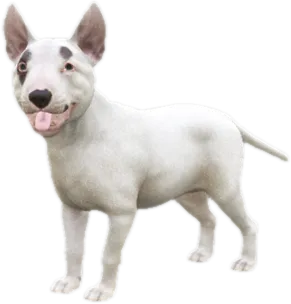 Transparent PNG of the GTA V ped sky_bull_terrier_puppy_1