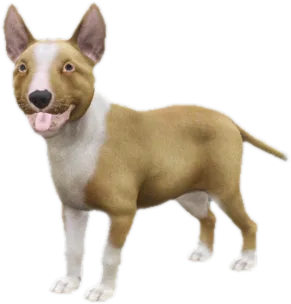 Transparent PNG of the GTA V ped sky_bull_terrier_puppy_3