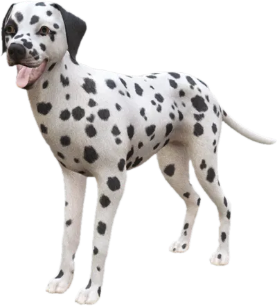 Transparent PNG of the GTA V ped sky_dalmatian_1