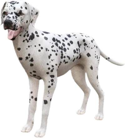 Transparent PNG of the GTA V ped sky_dalmatian_2
