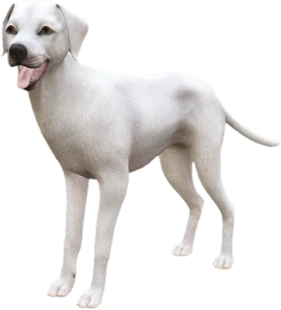 Transparent PNG of the GTA V ped sky_dalmatian_3