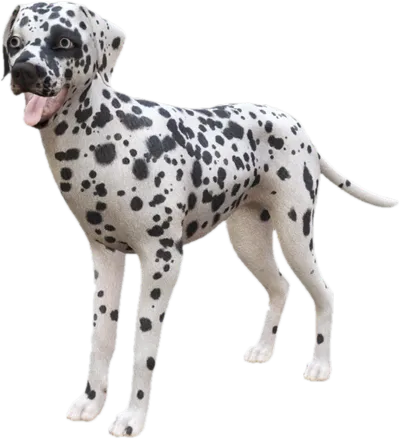 Transparent PNG of the GTA V ped sky_dalmatian_4
