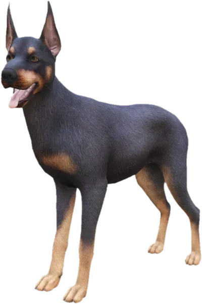 Transparent PNG of the GTA V ped sky_doberman_1