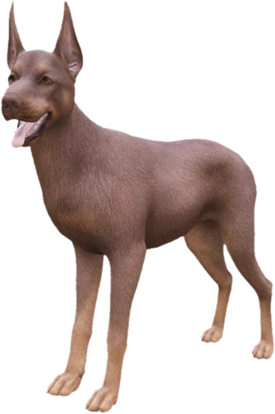 Transparent PNG of the GTA V ped sky_doberman_2