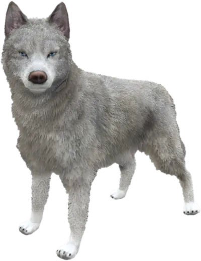 Transparent PNG of the GTA V ped sky_gta_husky_3
