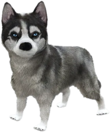 Transparent PNG of the GTA V ped sky_gta_husky_puppy_1