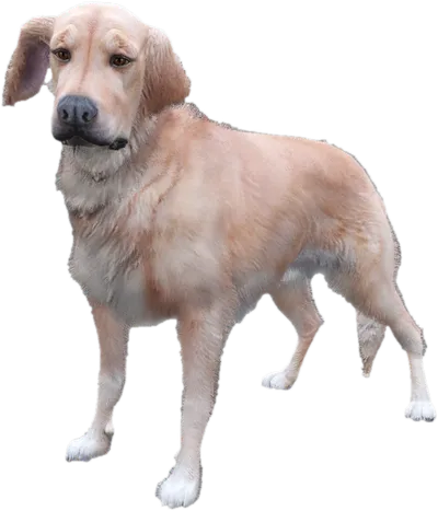 Transparent PNG of the GTA V ped sky_gta_retriever_1