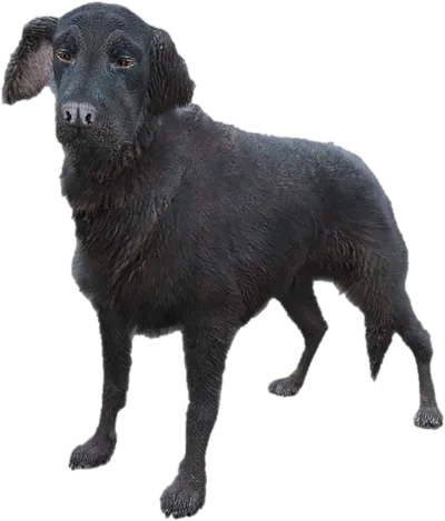 Transparent PNG of the GTA V ped sky_gta_retriever_2