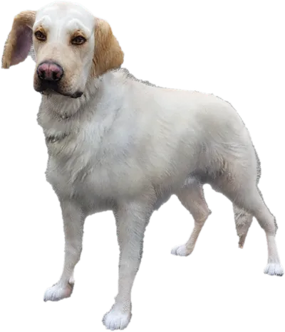 Transparent PNG of the GTA V ped sky_gta_retriever_3