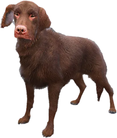 Transparent PNG of the GTA V ped sky_gta_retriever_4
