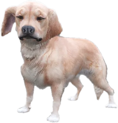 Transparent PNG of the GTA V ped sky_gta_retriever_puppy_1