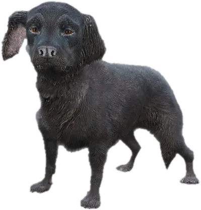 Transparent PNG of the GTA V ped sky_gta_retriever_puppy_2