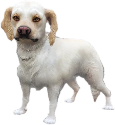 Transparent PNG of the GTA V ped sky_gta_retriever_puppy_3