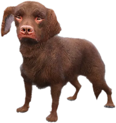 Transparent PNG of the GTA V ped sky_gta_retriever_puppy_4