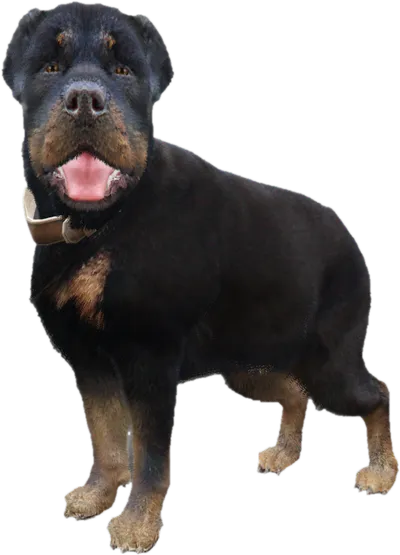 Transparent PNG of the GTA V ped sky_gta_rottweiler_1