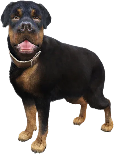Transparent PNG of the GTA V ped sky_gta_rottweiler_2