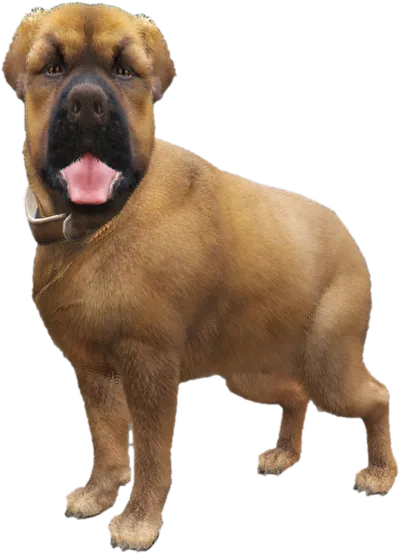 Transparent PNG of the GTA V ped sky_gta_rottweiler_3