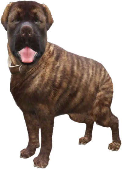 Transparent PNG of the GTA V ped sky_gta_rottweiler_4