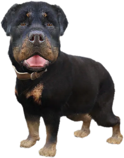 Transparent PNG of the GTA V ped sky_gta_rottweiler_puppy_1