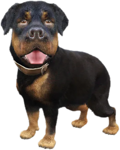 Transparent PNG of the GTA V ped sky_gta_rottweiler_puppy_2