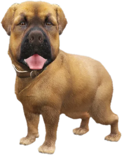 Transparent PNG of the GTA V ped sky_gta_rottweiler_puppy_3