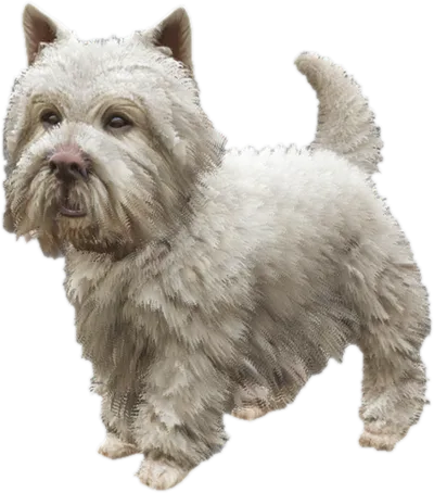 Transparent PNG of the GTA V ped sky_gta_westy_1
