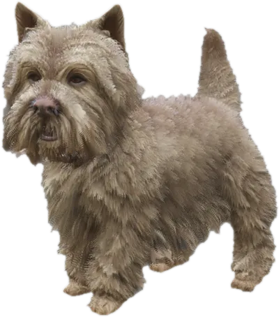 Transparent PNG of the GTA V ped sky_gta_westy_2