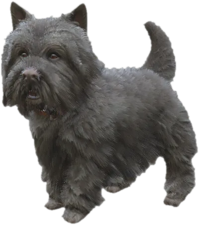 Transparent PNG of the GTA V ped sky_gta_westy_3