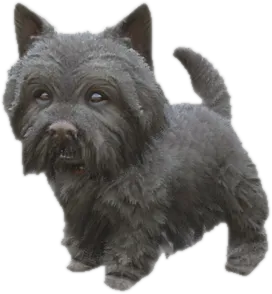 Transparent PNG of the GTA V ped sky_gta_westy_puppy_3