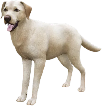 Transparent PNG of the GTA V ped sky_labrador_1
