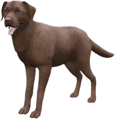 Transparent PNG of the GTA V ped sky_labrador_2