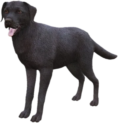Transparent PNG of the GTA V ped sky_labrador_3