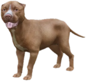 Transparent PNG of the GTA V ped sky_pitbull_puppy_1