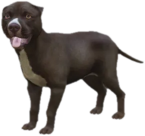 Transparent PNG of the GTA V ped sky_pitbull_puppy_2