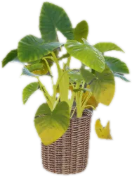 Transparent PNG of the GTA V prop h4_prop_int_plants_02