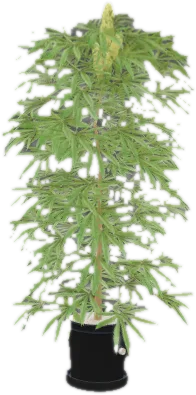 Transparent PNG of the GTA V prop sf_prop_sf_weed_lrg_01a